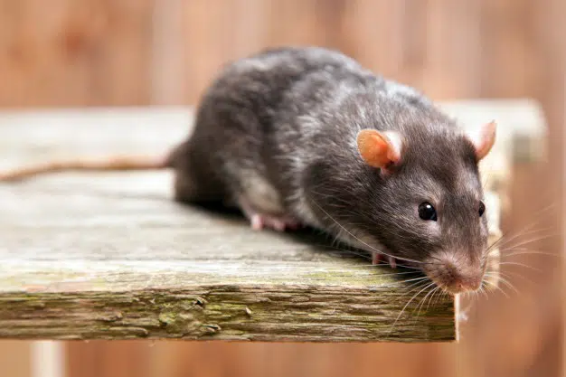 Rat Pest Contro