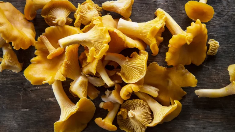 Health Benefits and Culinary Uses of Yellow Cap Mushrooms